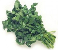 /album/cultivo-hidroponico-colombia/a1-berro-jpg/